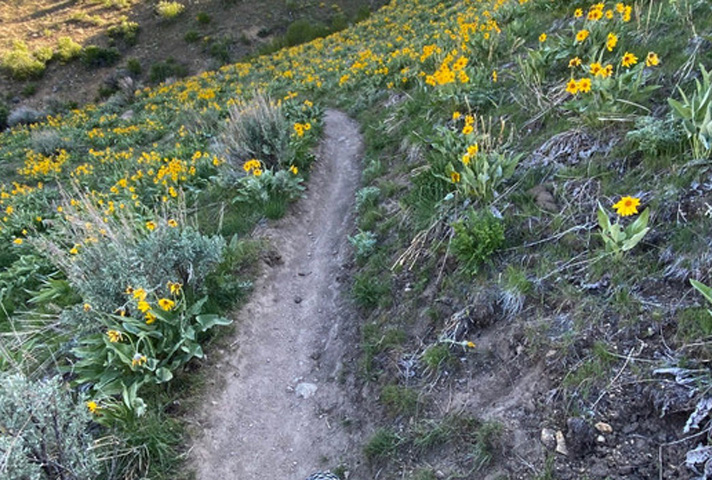 Foothills Trails